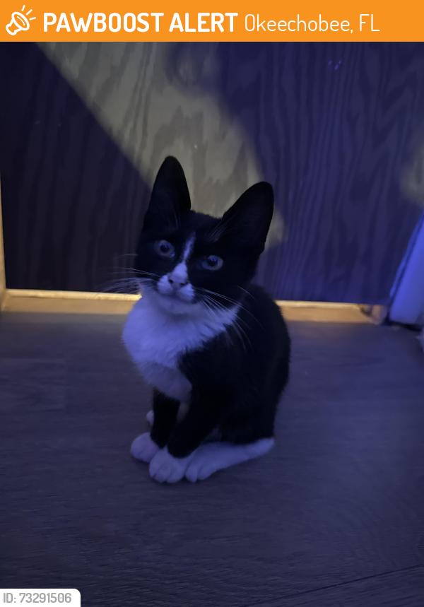 Found/Stray Male Cat last seen Shell by us 441, Okeechobee, FL 34974