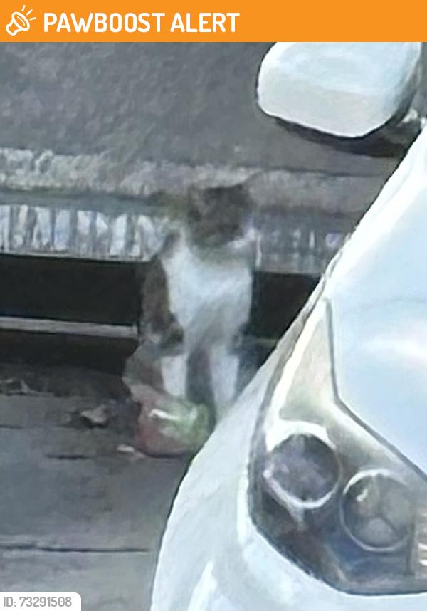 Found/Stray Unknown Cat last seen Seashore apmt homes at Brookhurst/Adams, Huntington Beach, CA 92646