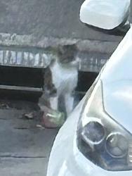Found/Stray Unknown Cat last seen Seashore apmt homes at Brookhurst/Adams, Huntington Beach, CA 92646