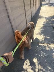 Reunited Male Dog last seen William moss blvd, Stockton, CA 95206