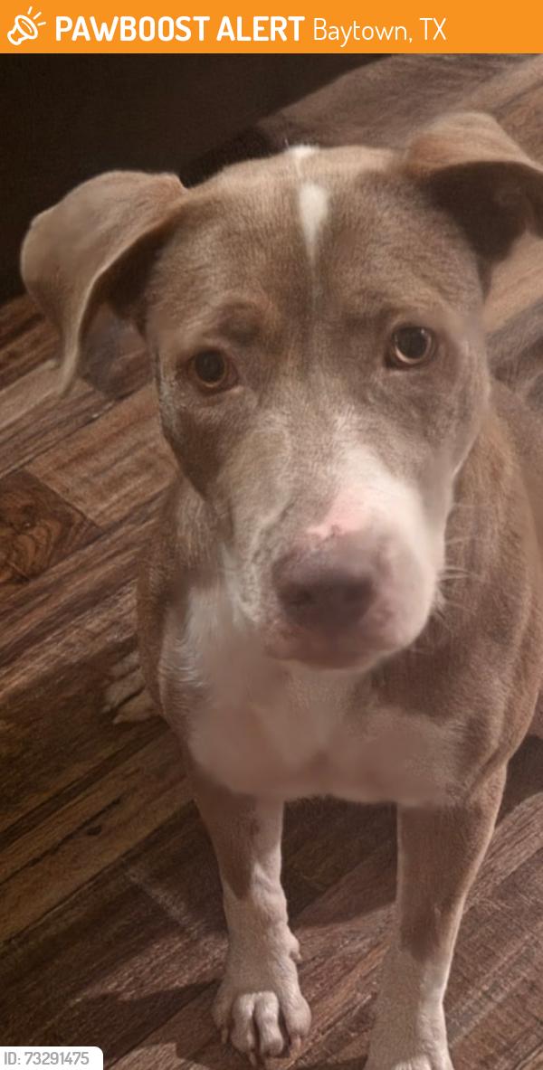 Found/Stray Female Dog last seen Highlands Ranch Subdivision, Baytown, TX 77521