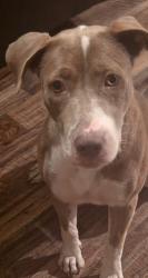 Found/Stray Female Dog last seen Highlands Ranch Subdivision, Baytown, TX 77521
