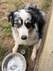 Lost Female Dog last seen Hwy 88, Amador Pines, CA 95666