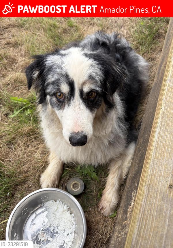 Lost Female Dog last seen Hwy 88, Amador Pines, CA 95666