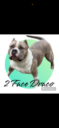 Lost Male Dog last seen Cedar Creek Rd., Fayetteville, NC 28305