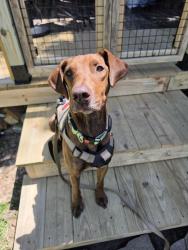 Reunited Female Dog last seen Harrison ridge, Fall creek valley middle school, Indianapolis, IN 46236