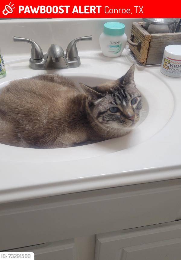 Lost Female Cat last seen W Misty Dawn Dr, Conroe, TX 77385