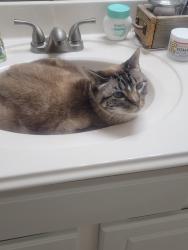 Lost Female Cat last seen W Misty Dawn Dr, Conroe, TX 77385