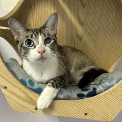Shelter Stray Female Cat last seen , 8020 Washington St, Port Richey, FL 34668, USA