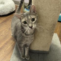 Shelter Stray Female Cat last seen , 8020 Washington St, Port Richey, FL 34668, USA