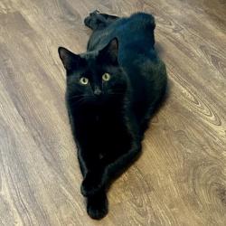 Shelter Stray Male Cat last seen , 8020 Washington St, Port Richey, FL 34668, USA
