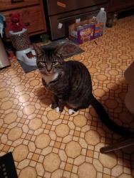Lost Male Cat last seen Indian Trail, Louisville, KY 40218