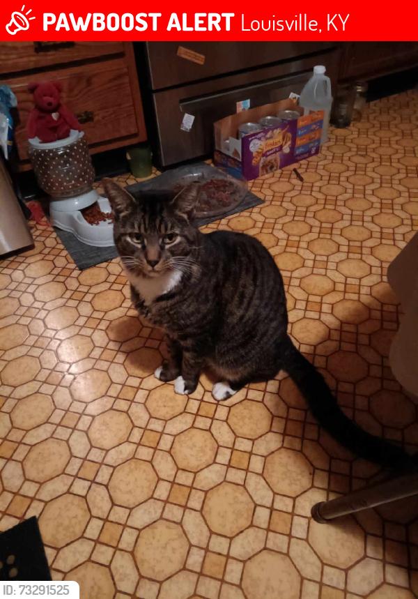 Lost Male Cat last seen Indian Trail, Louisville, KY 40218