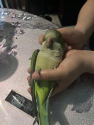 Lost Male Bird last seen Trees at the light of emancipation and mcgowen, Houston, TX 77004