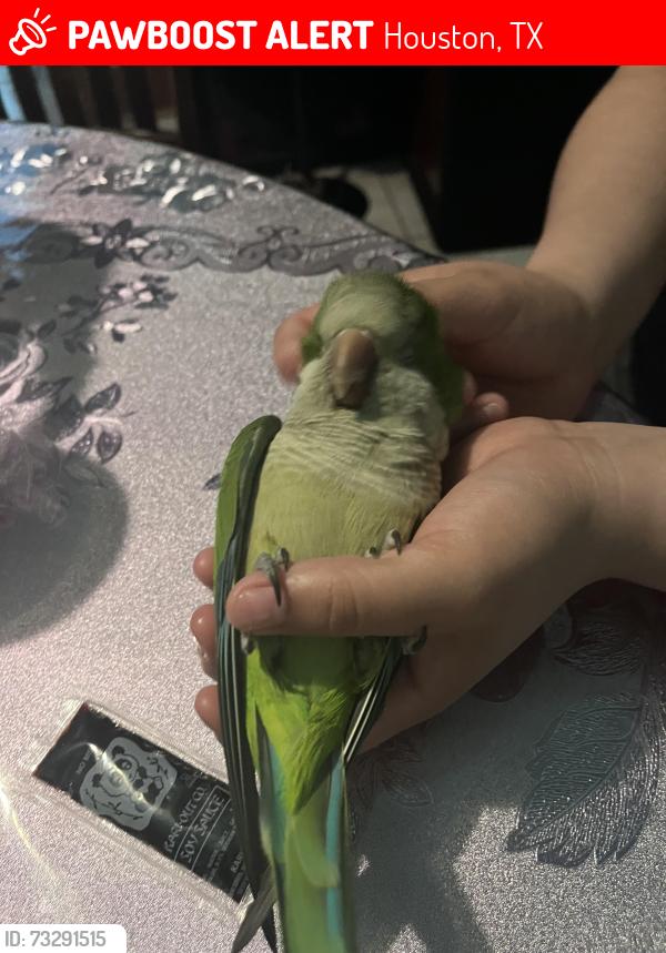 Lost Male Bird last seen Trees at the light of emancipation and mcgowen, Houston, TX 77004
