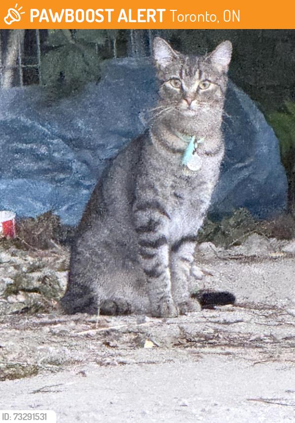 Found/Stray Female Cat last seen CM Hall, Leaside, Toronto, ON 