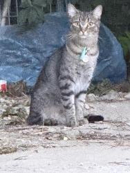 Found/Stray Female Cat last seen CM Hall, Leaside, Toronto, ON 