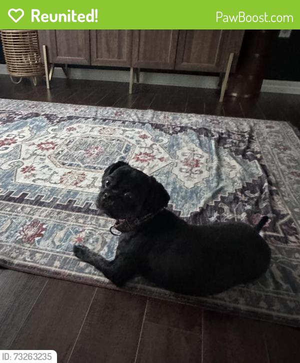Reunited Male Dog last seen Ventana Village, Sun City Center, FL 33573
