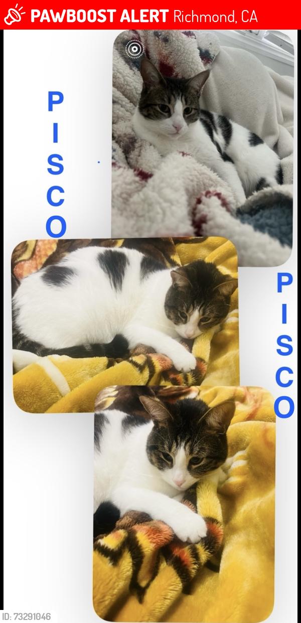 Lost Male Cat last seen Mira vista school, Richmond, CA 94806