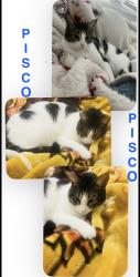 Lost Male Cat last seen Mira vista school, Richmond, CA 94806