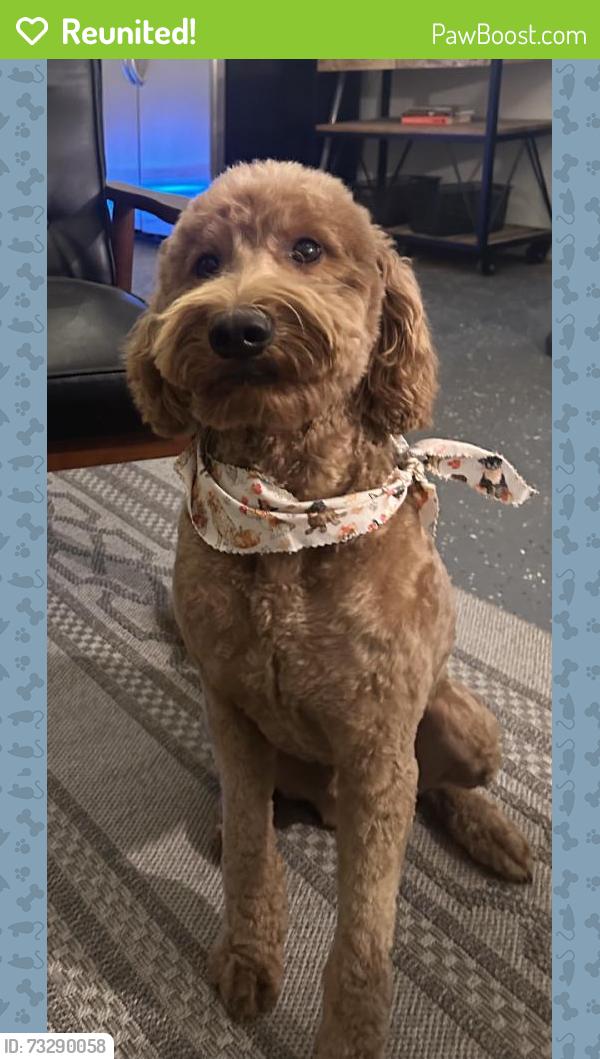 Reunited Male Dog last seen Harding St, Riverside, CA 92506, USA, Riverside, CA 92506
