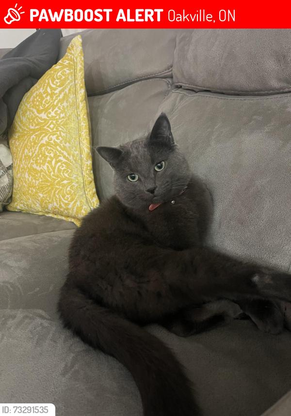 Lost Male Cat last seen Near puffins path Oakville, Oakville, ON 