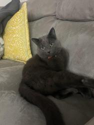 Lost Male Cat last seen Near puffins path Oakville, Oakville, ON 