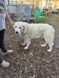 Lost Female Dog last seen W Boyce, 6th street, Fort Worth, TX 76115
