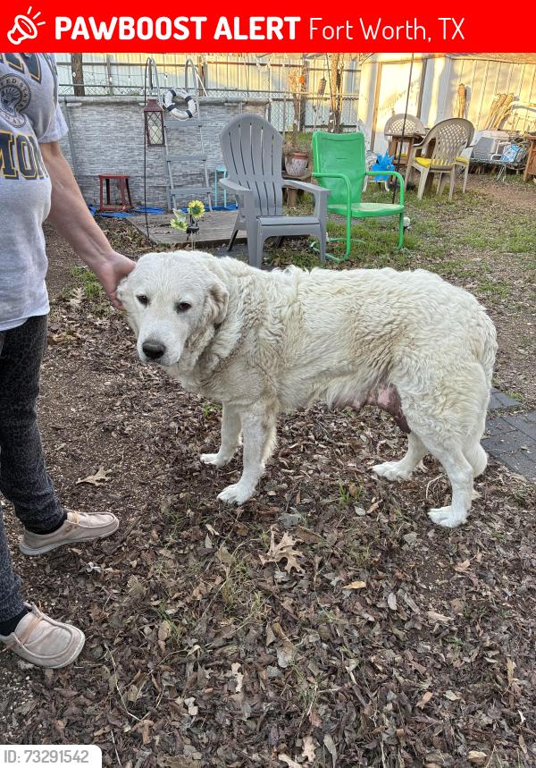 Lost Female Dog last seen W Boyce, 6th street, Fort Worth, TX 76115
