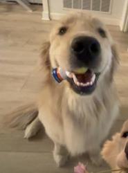 Reunited Male Dog last seen Whispering hills, Coppell, TX 75019