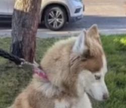 Reunited Female Dog last seen Ivy ave, Stockton, CA 95206