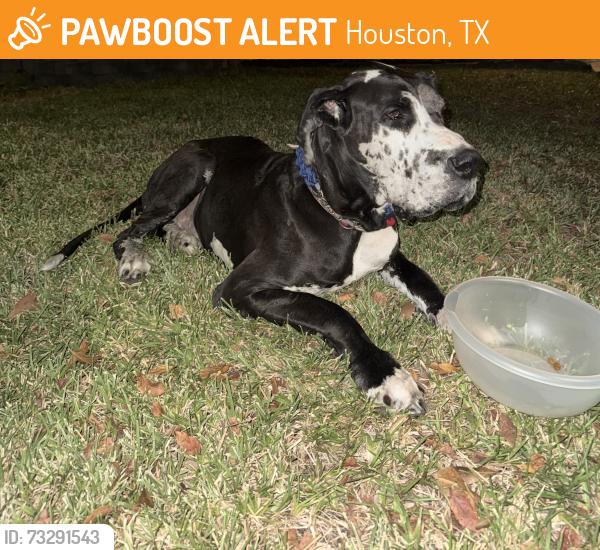 Found/Stray Male Dog last seen Neighborhood in front of Alief Killough Middle School, Houston, TX 77072
