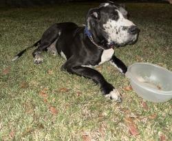 Found/Stray Male Dog last seen Neighborhood in front of Alief Killough Middle School, Houston, TX 77072