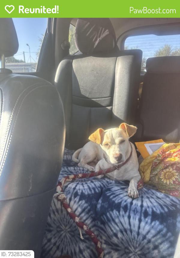 Reunited Male Dog last seen Mormon church on Gettysburg and Fowler, Clovis, CA 93611