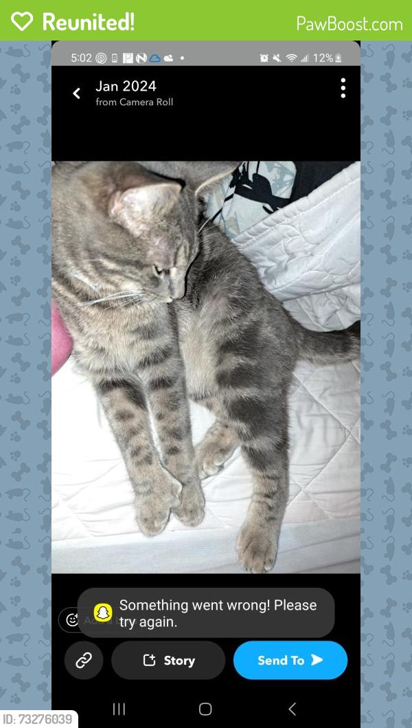Reunited Male Cat last seen Roundlake beach, highland & idlewild, Round Lake Beach, IL 60073