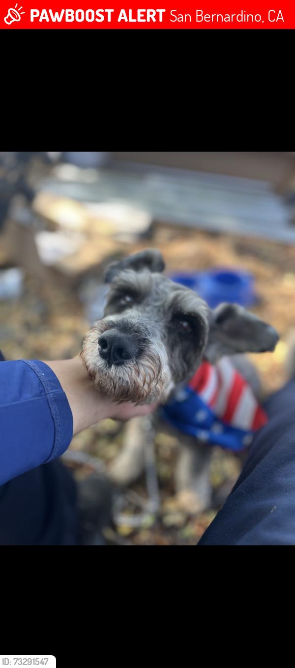 Lost Male Dog last seen 5th & waterman ave, San Bernardino, CA 92410
