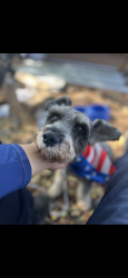 Lost Male Dog last seen 5th & waterman ave, San Bernardino, CA 92410