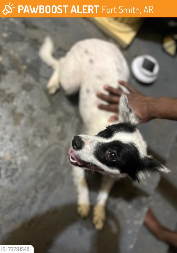 Found/Stray Female Dog last seen Near and Texas Road, Fort Smith, AR 72908