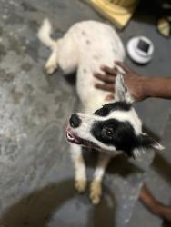 Found/Stray Female Dog last seen Near and Texas Road, Fort Smith, AR 72908
