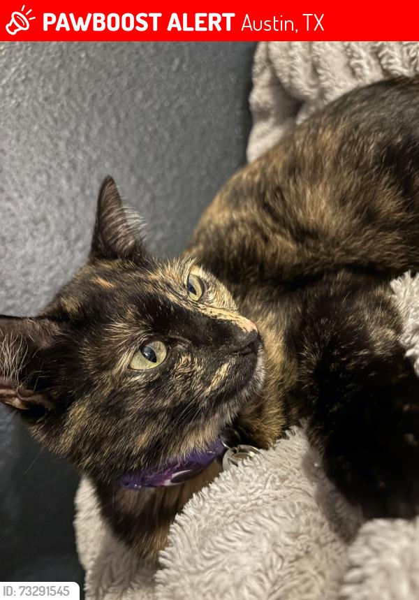 Lost Female Cat last seen Great Willow and Alpha Collier, Austin, TX 78728