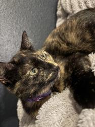 Lost Female Cat last seen Great Willow and Alpha Collier, Austin, TX 78728