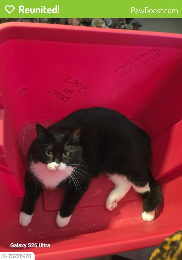 Reunited Male Cat last seen Near E Spruce Ct, Altoona, PA 16601, USA, Altoona, PA 16601