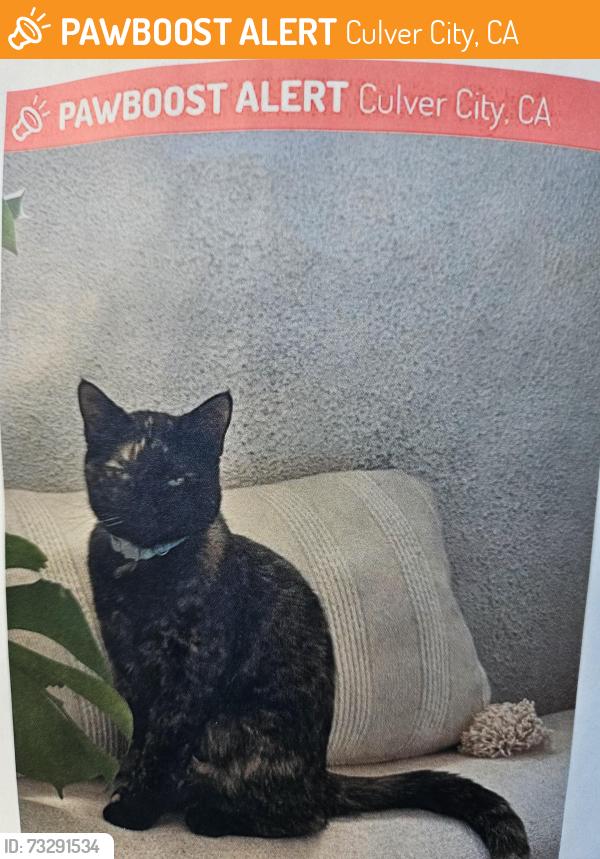 Found/Stray Female Cat last seen Lindblade & Braddock (4705 Lindblade Drive), Culver City, CA 90230