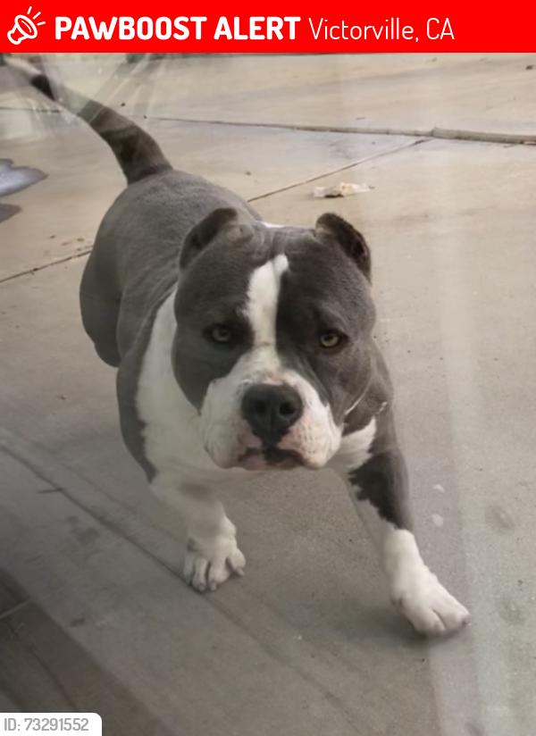 Lost Female Dog last seen el cariso rd & borego rd, Victorville, CA 92392