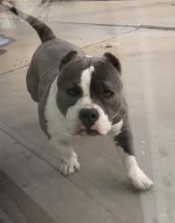 Lost Female Dog last seen el cariso rd & borego rd, Victorville, CA 92392