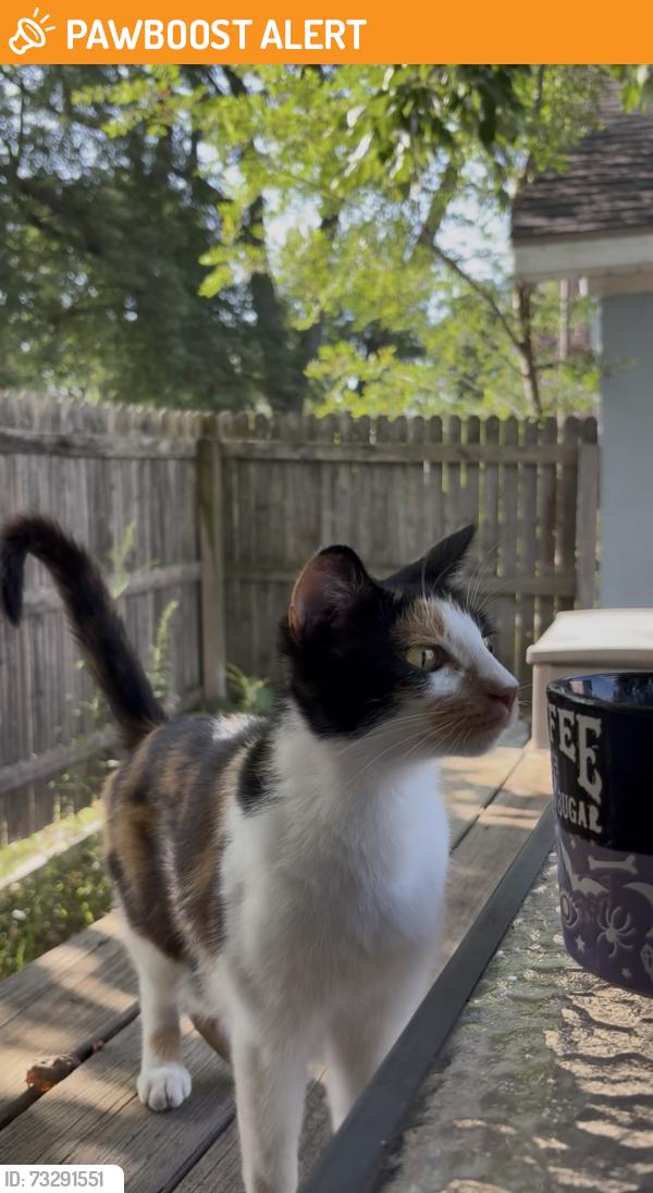 Found/Stray Female Cat last seen M13 and Zeros Rd, Spaulding Township, MI 48601