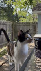 Found/Stray Female Cat last seen M13 and Zeros Rd, Spaulding Township, MI 48601