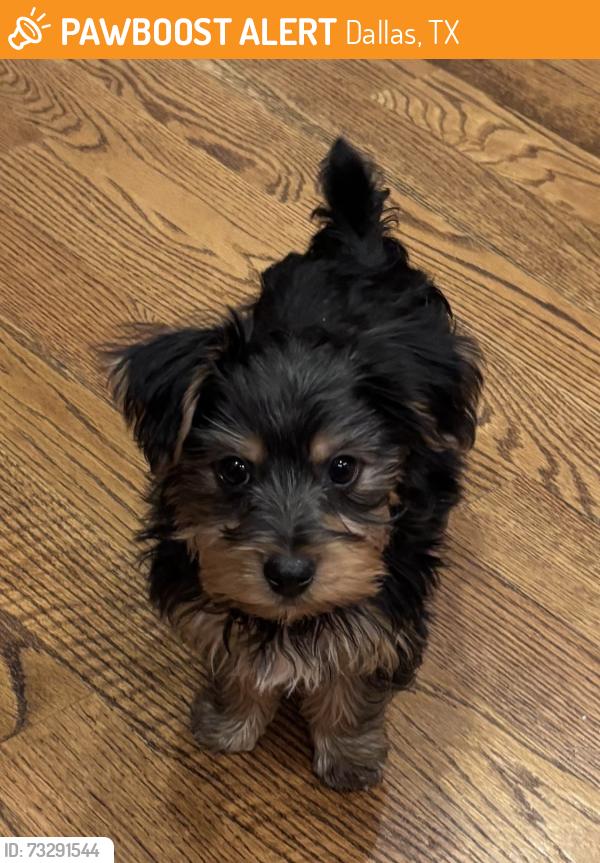 Found/Stray Male Dog last seen Richmond, Dallas, TX 75201