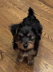 Found/Stray Male Dog last seen Richmond, Dallas, TX 75201