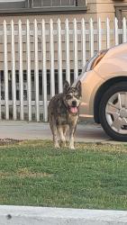 Lost Male Dog last seen Jefferson and 6th ave, Los Angeles, CA 90043